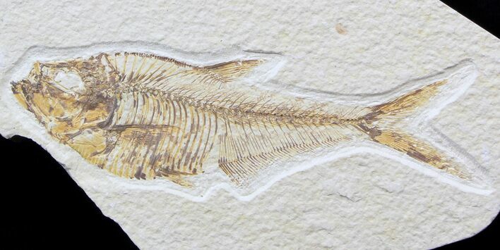 Bargain Diplomystus Fossil Fish - Wyoming #39415